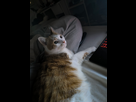 https://image.noelshack.com/minis/2025/02/7/1736677877-img-20250111-072032.png