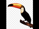 https://image.noelshack.com/fichiers/2025/03/2/1736877915-png-transparent-toucan-standing-on-a-branch-bird-crow-branches-thumbnail.png