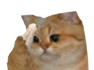 https://image.noelshack.com/minis/2025/03/4/1737026929-oie-ohidaqewkjdd.png