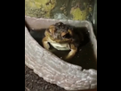 https://image.noelshack.com/fichiers/2025/04/6/1737805952-9921068764165486.gif