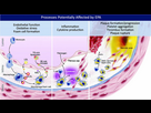 https://www.noelshack.com/2025-04-7-1737924035-atherosclerose-et-physiopathologie-epa-imagelarge.jpg