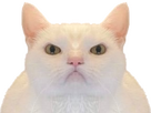 https://image.noelshack.com/fichiers/2025/06/5/1738892879-1724254623-nofondblanc.png