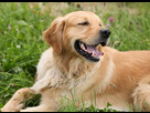 https://image.noelshack.com/fichiers/2025/06/6/1739048921-golden-retriever.jpg