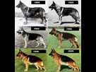 https://image.noelshack.com/fichiers/2025/06/6/1739049613-german-shepherd.jpg