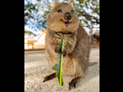 https://image.noelshack.com/fichiers/2025/07/3/1739374367-quokka.jpg