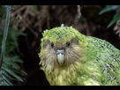 https://image.noelshack.com/fichiers/2025/07/4/1739484317-kakapo-sinbad-800x-by-jake-osborne-cc.jpg