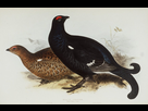 https://image.noelshack.com/fichiers/2025/08/1/1739815954-black-grouse.jpg