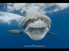 https://image.noelshack.com/fichiers/2025/08/3/1739965279-great-white-shark-208.jpg