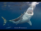 https://image.noelshack.com/fichiers/2025/08/3/1739965283-great-white-shark-233.jpg