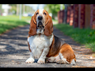 https://image.noelshack.com/fichiers/2025/08/4/1740065354-basset-hound-sitting-on-sidewalk-271176049-2000-3d4bb8d43af74d139f2e3be5def77973.jpg