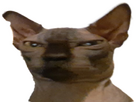 https://image.noelshack.com/fichiers/2025/08/5/1740152910-chatsanspoilent.png