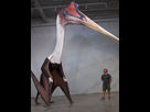 https://image.noelshack.com/fichiers/2025/08/7/1740266174-this-is-quetzalcoatlus-northropi-it-is-the-largest-v0-i02mhqg53lfa1.jpg