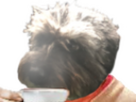https://www.noelshack.com/2025-09-1-1740393858-th-lilou.png