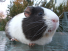 https://image.noelshack.com/fichiers/2025/10/2/1741125667-george-the-amazing-guinea-pig.jpg