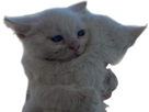 https://image.noelshack.com/fichiers/2025/11/2/1741649454-full.png