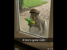 https://www.noelshack.com/2025-13-4-1743069446-capture2.png
