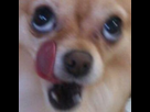 https://image.noelshack.com/fichiers/2025/13/7/1743332434-woofff.jpg