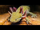 https://image.noelshack.com/fichiers/2025/14/2/1743501278-axolotl-flickr.jpg
