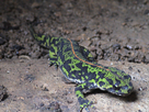https://image.noelshack.com/fichiers/2025/14/2/1743525126-triturus-marmoratus1.jpg