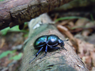 https://image.noelshack.com/fichiers/2025/14/3/1743597855-scarabees-branche.jpg