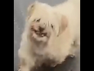 https://image.noelshack.com/fichiers/2025/14/4/1743700213-screenshot-20250403-190654-youtube.jpg