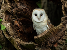 https://image.noelshack.com/fichiers/2025/14/7/1743953072-el-pajaro-chouette-effraie.jpg