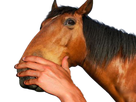 https://image.noelshack.com/fichiers/2025/15/3/1744197313-hihippique.png