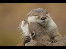 https://www.noelshack.com/2025-15-4-1744298545-loutre.jpeg
