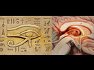 https://www.noelshack.com/2025-15-5-1744329782-pineal-gland-and-eye-of-horus.jpg