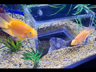 https://image.noelshack.com/fichiers/2025/15/7/1744523866-chat-aquarium-002.jpg