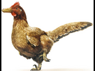 https://image.noelshack.com/fichiers/2025/16/7/1745120972-poulet.jpg