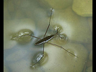 https://image.noelshack.com/fichiers/2025/17/1/1745220203-220px-waterstriderenwiki.jpg