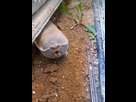 https://image.noelshack.com/fichiers/2025/17/6/1745664594-rat25.png
