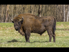 https://image.noelshack.com/fichiers/2025/18/3/1746006585-bison-europe-165238-1200-738.jpg