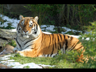 https://image.noelshack.com/fichiers/2025/18/3/1746006615-tigre-de-siberie.jpg