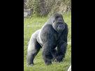 https://image.noelshack.com/fichiers/2025/18/3/1746045390-gorille-des-plaines-de-l-ouest-l-espace-zoologique.jpeg