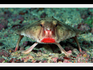 https://image.noelshack.com/fichiers/2025/18/4/1746101496-10081050-10-le-poisson-chauve-souris-james-joel-flickr.jpg