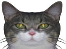 https://image.noelshack.com/fichiers/2025/18/4/1746102000-dfdfdf.png