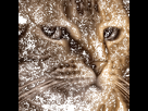 https://image.noelshack.com/fichiers/2025/18/4/1746127366-1917949949054193781.gif