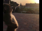 https://image.noelshack.com/fichiers/2025/18/4/1746127507-singe-zen.jpg