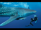 https://image.noelshack.com/fichiers/2025/18/5/1746211365-1a2b9-croisiere-plongee-requin-baleine-6.jpeg