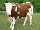 https://image.noelshack.com/fichiers/2025/19/1/1746465741-1280px-vache-montb-liarde.jpg