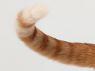 https://image.noelshack.com/fichiers/2025/19/2/1746501598-spoiler-big-1042-11091-anatomie-morphologie-chat.jpg
