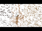 https://image.noelshack.com/fichiers/2025/19/3/1746606235-crying-gif-anime-art-favim-com-6889623.gif