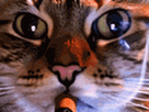 https://image.noelshack.com/fichiers/2025/19/3/1746637949-chat.gif