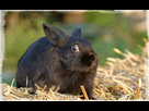 https://image.noelshack.com/fichiers/2025/19/5/1746810976-lapin-noir-peur.jpeg