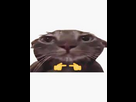 https://www.noelshack.com/2025-19-5-1746812208-images-7.jpeg