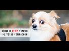 https://www.noelshack.com/2025-19-5-1746812501-peur-chien.jpg
