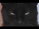 https://image.noelshack.com/minis/2025/20/2/1747103526-mioiiiiiiiiiiiiiii.png