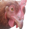 https://image.noelshack.com/fichiers/2025/20/2/1747154704-full142.png